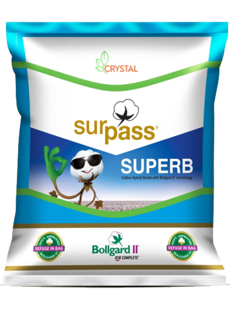 SP 7517 BGII (Superb)